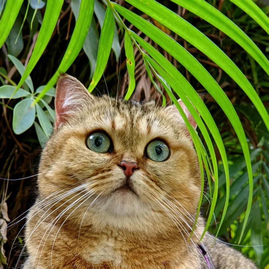 Photo of a golden shaded cat looking up under palm leaves
